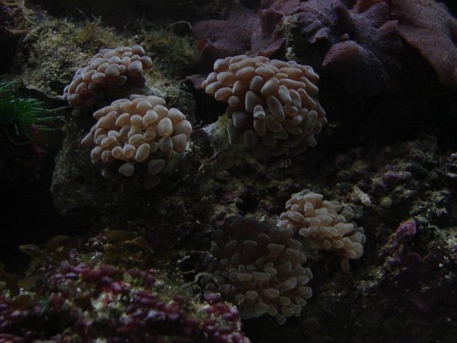 corals inverts - euphyllia paranchora - hammer / anchor coral, branching stocking in 29 gallons tank - Hammer Coral