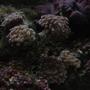 corals inverts - euphyllia paranchora - hammer / anchor coral, branching stocking in 29 gallons tank - Hammer Coral