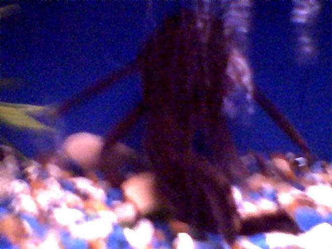 freshwater fish - hypostomus plecostomus - suckermouth catfish stocking in 45 gallons tank - this is Big Boi (Pleco) he is the size of a catfish(12")= 1ft