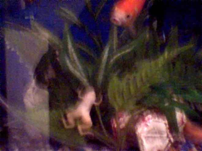 corals inverts - xenopus laevis - albino clawed frog stocking in 45 gallons tank - and whodini (african Claw frog) escape artist