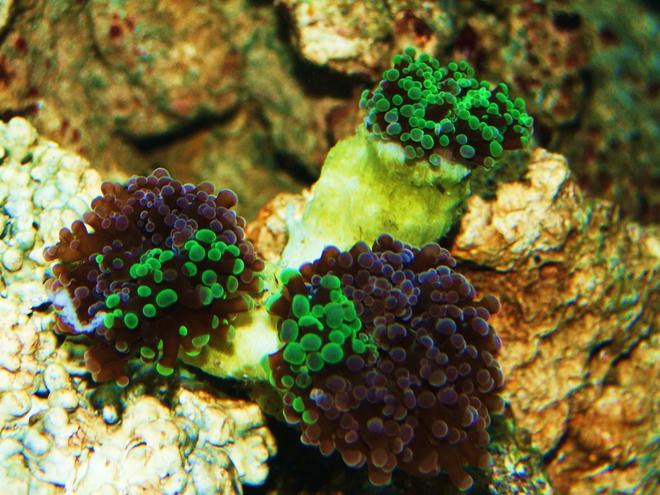 corals inverts - euphyllia paradivisa - frogspawn coral stocking in 55 gallons tank - Frogspawn