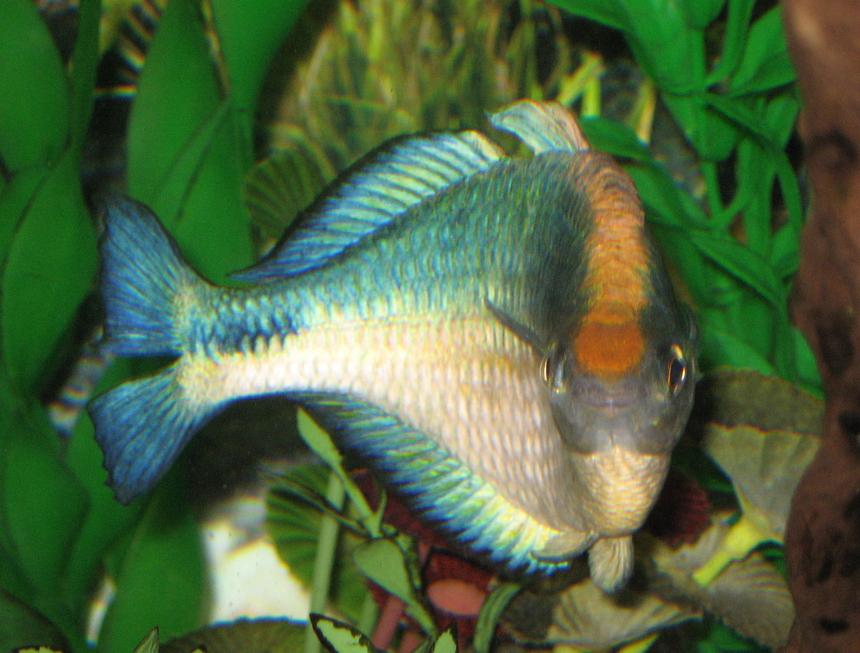 Rated #69: Freshwater Fish - Melanotaenia Lacustris - Turquoise Rainbow Stocking In 55 Gallons Tank - Looks like my Turquoise Rainbow has a little attitude.