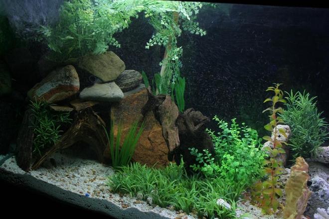 110 gallons planted tank (mostly live plants and fish) - big cave for my big jack