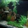 110 gallons planted tank (mostly live plants and fish) - big cave for my big jack