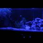 fish tank picture - MOON LITE
