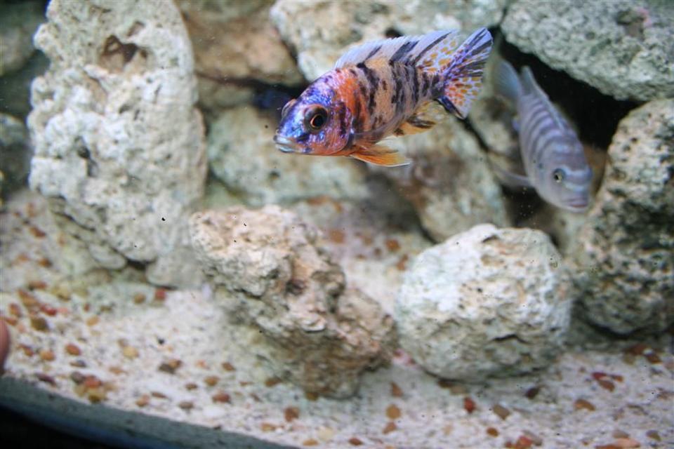 freshwater fish - aulonocara nyassae var. - peacock cichlid, orange blossom stocking in 110 gallons tank - is this a Peacock?