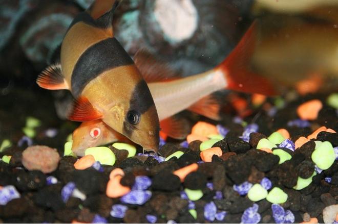 freshwater fish - epalzeorhynchos frenatus - albino rainbow shark stocking in 40 gallons tank - Clown Loach and Red Tailed Shark