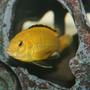 freshwater fish - labidochromis caeruleus - electric yellow cichlid stocking in 40 gallons tank - Electric Yellow