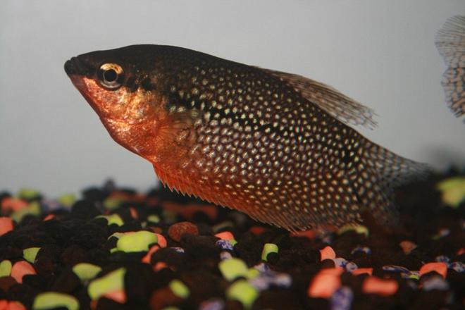 freshwater fish - trichogaster leeri - pearl gourami stocking in 40 gallons tank - Pearl Gourami