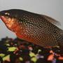freshwater fish - trichogaster leeri - pearl gourami stocking in 40 gallons tank - Pearl Gourami