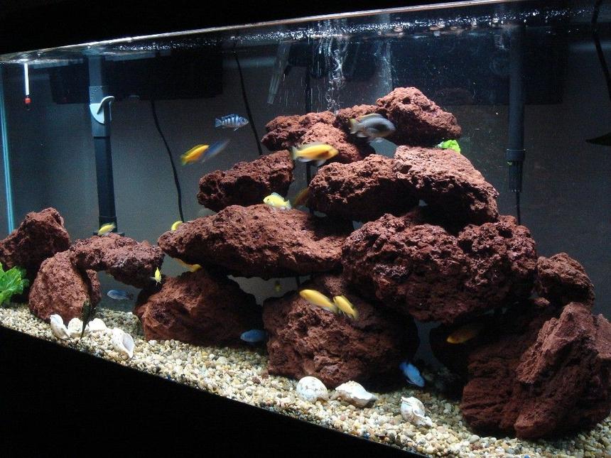 Rated #56: 55 Gallons Freshwater Fish Tank - 55 Gal Malawi Cichlids Tank:

2 Kenyi
9 Yellow labs
7 Socolofi
9 Red x Red Zebras
9 Red Top Zebras