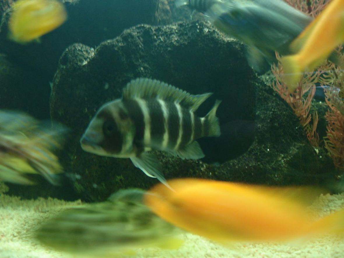 65 gallons freshwater fish tank (mostly fish and non-living decorations) - The star of the Show!