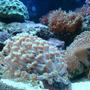 corals inverts - sarcophyton sp. - toadstool mushroom leather coral stocking in 35 gallons tank - corals