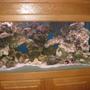 fish tank picture - Week 7; Just purchased 80 lbs. more of live rock 3 Green Chromis & a pair of Clowns..
