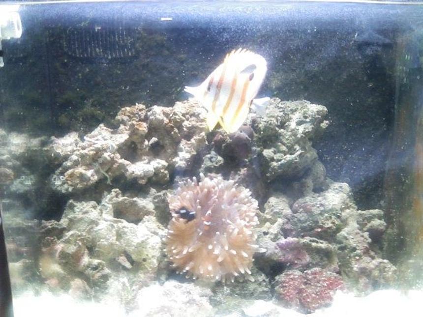 Rated #221: 24 Gallons Reef Tank - My Copperband Butterflyfish looking real Golden