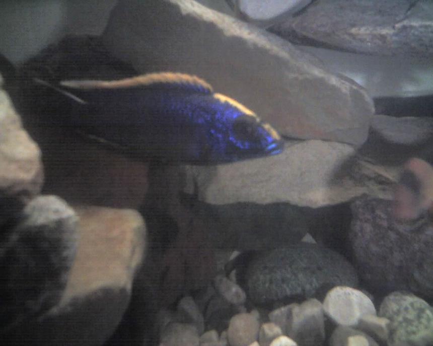 Rated #1770: Freshwater Fish - Otopharynx Lithobates - Sulphur Crested Lithobate Stocking In 60 Gallons Tank - this is my lithobate