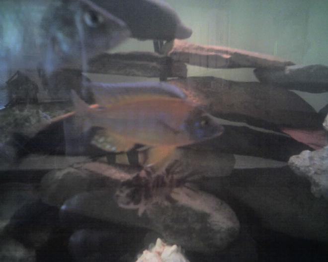 freshwater fish - aulonocara hansbaenschi - red peacock cichlid stocking in 60 gallons tank - this is my auloncara