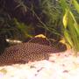 freshwater fish - baryancistrus sp. - gold nugget pleco (l-18) stocking in 200 gallons tank - my golden nugget pleco