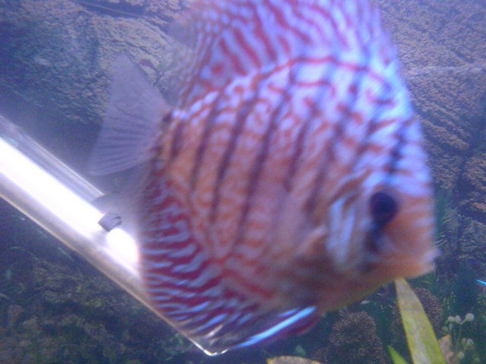 freshwater fish - symphysodon spp. - snakeskin discus stocking in 200 gallons tank - 1 of my discus