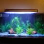60 gallons planted tank (mostly live plants and fish) - New!!! Truvu Discus Tank!!! 60 Gallon Truvu Acrylic Aquarium, Fluval 405 Canister Filter, Fluval 205 Canister Filter, Marineland 1140 Powerhead, Eheim Jager Heater, Coralife Power compact 10,000k 65 watt, Coralife Power Compact Actinic 65 watt, 36 watt UV Sterilizer 5 Discus, 1 Long Finned German Blue Ram, 1 Bolivian Ram, 4 Cardinal Tetras, 2 Decker Axelrodi Corydoras