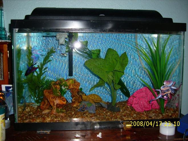 10 gallons freshwater fish tank (mostly fish and non-living decorations) - my betta Fred is the boss in there
