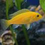 freshwater fish - pseudotropheus estherae - red zebra cichlid stocking in 45 gallons tank - A new african cichlid