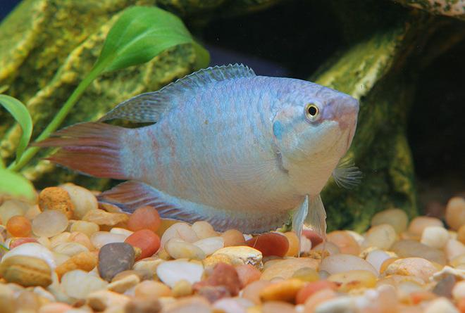 freshwater fish - macropodus opercularis - blue paradise stocking in 45 gallons tank - paradised gourami