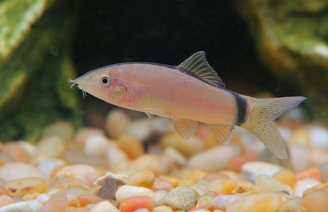 freshwater fish - botia morleti - skunk botia loach stocking in 45 gallons tank - skunk loach