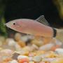 freshwater fish - botia morleti - skunk botia loach stocking in 45 gallons tank - skunk loach
