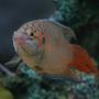 freshwater fish - macropodus opercularis - blue paradise stocking in 45 gallons tank - Red paradised gourami
