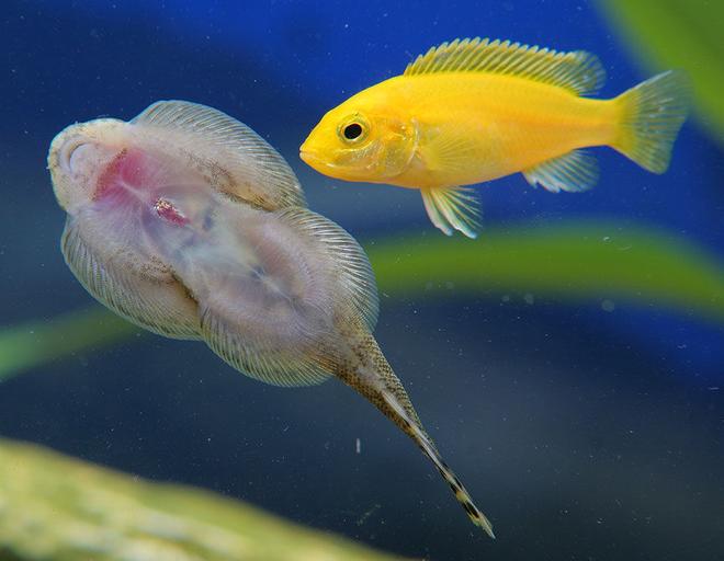 freshwater fish - beaufortia kweichowensis - chinese hillstream loach stocking in 45 gallons tank - African checking out the hillstream loach
