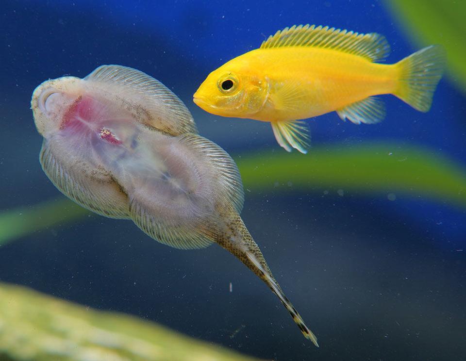freshwater fish - beaufortia kweichowensis - chinese hillstream loach stocking in 45 gallons tank - African checking out the hillstream loach