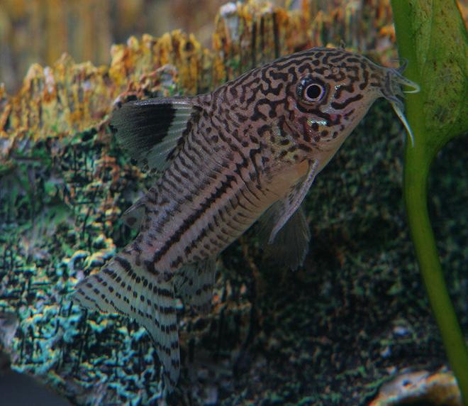 freshwater fish - corydoras sp. - false julii cory cat stocking in 45 gallons tank - Corydoras Julii