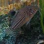 freshwater fish - corydoras sp. - false julii cory cat stocking in 45 gallons tank - Corydoras Julii