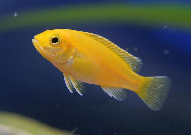 freshwater fish - pseudotropheus estherae - red zebra cichlid stocking in 45 gallons tank - African cichlid