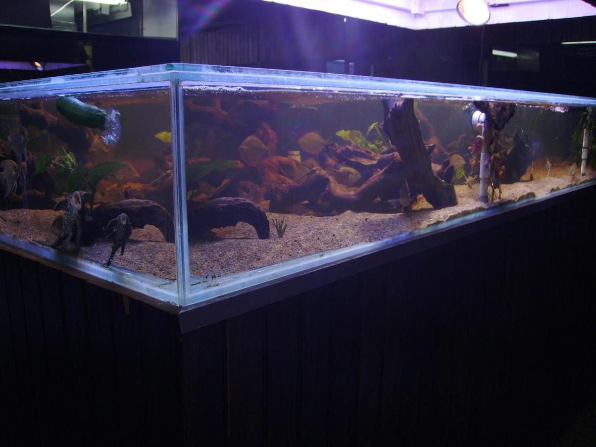 400 gallons freshwater fish tank (mostly fish and non-living decorations) - Wild Amazon