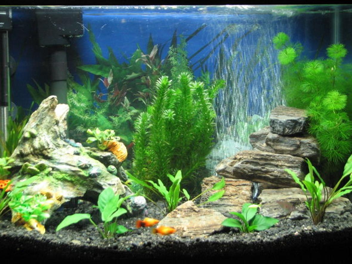 20 gallons freshwater fish tank (mostly fish and non-living decorations) - My 1st fish tank. 20 gallons with Marineland Eclispe II filtration/lightning system. 1st picture with only 4 fishes in it. (I need to update this picture 1 day, it's about 6 months old now)