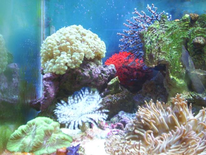 corals inverts - physogyra sp. - bubble coral, pearl stocking in 30 gallons tank - Bubble Coral
Blue Berry Fan
Red Sponge
Feather Duster
Brain Coral
Long Tentacle Anemone