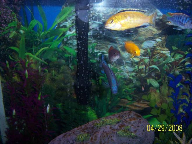 55 gallons freshwater fish tank (mostly fish and non-living decorations) - a nice little pic at feeding time