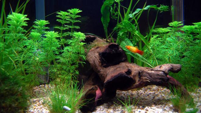 planted tank (mostly live plants and fish) - 65 litre tank, mainly platies