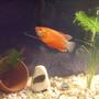 fish tank picture - My gouramy