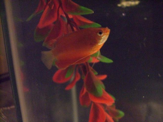 freshwater fish - colisa chuna - honey dwarf gourami stocking in 10 gallons tank - Honey gouramy