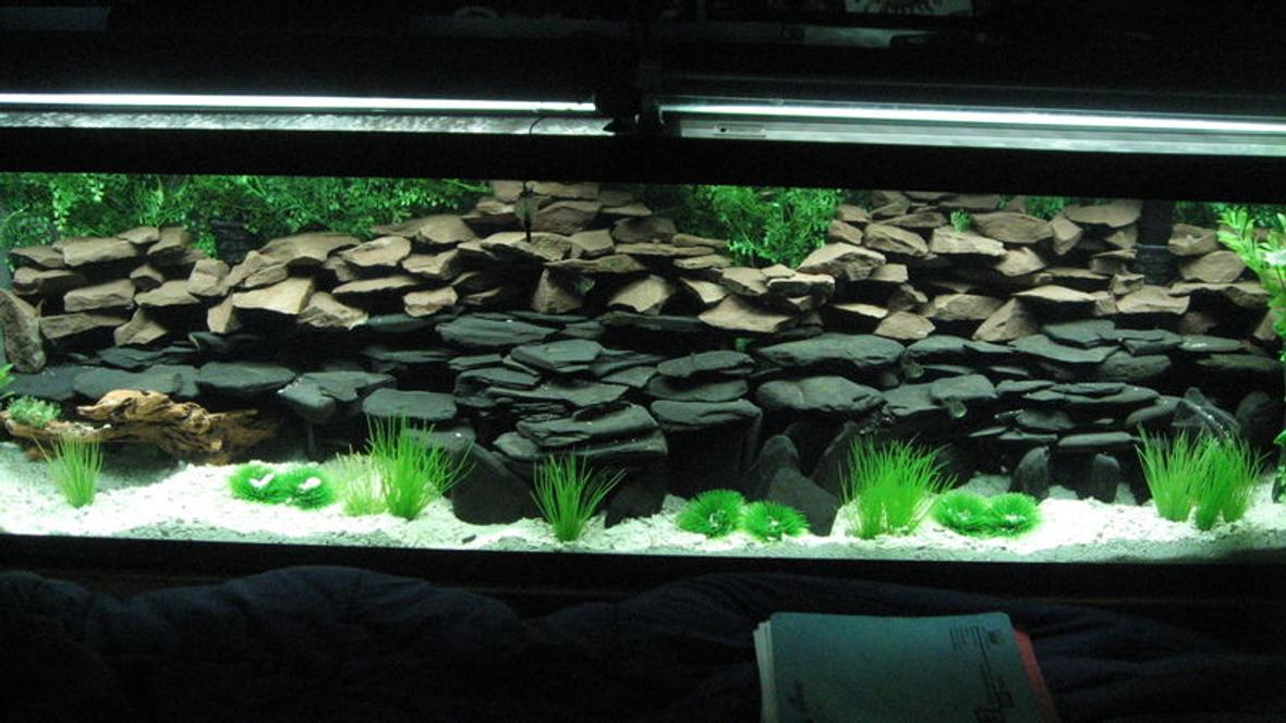 125 gallons freshwater fish tank (mostly fish and non-living decorations) - Work in progress