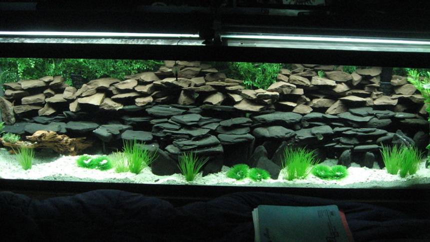 Rated #7: 125 Gallons Freshwater Fish Tank - Work in progress