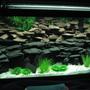 fish tank picture - and another