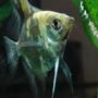 freshwater fish - pterophyllum sp. - gold veil angel stocking in 55 gallons tank - My smokey angelfish Mocha (Pterophyllum scalare), tending to her fry.