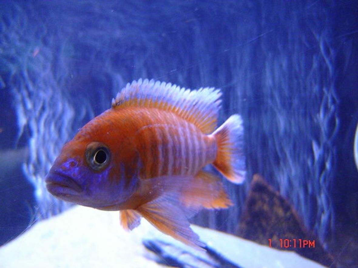 freshwater fish - aulonocara jacobfreibergi - eureka red stocking in 65 gallons tank - RED PEACOCK