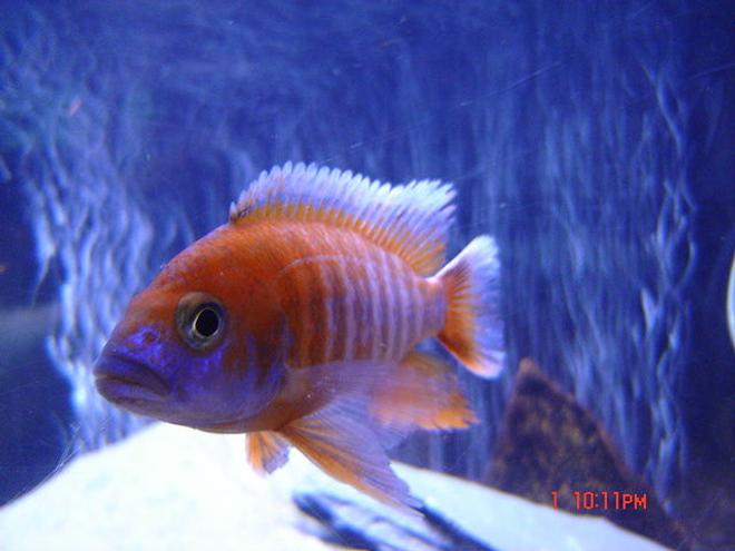 freshwater fish - aulonocara jacobfreibergi - eureka red stocking in 65 gallons tank - RED PEACOCK