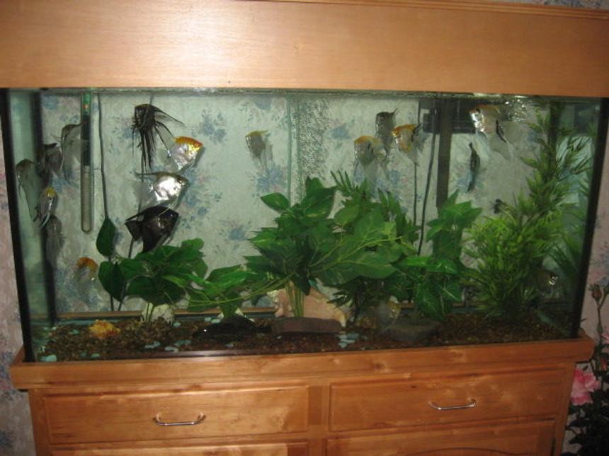 Rated #3829: 60 Gallons Freshwater Fish Tank - 60 g Natural oak set up,