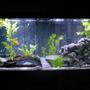 55 gallons freshwater fish tank (mostly fish and non-living decorations) - My 55 gallon mixed Cichlid tank